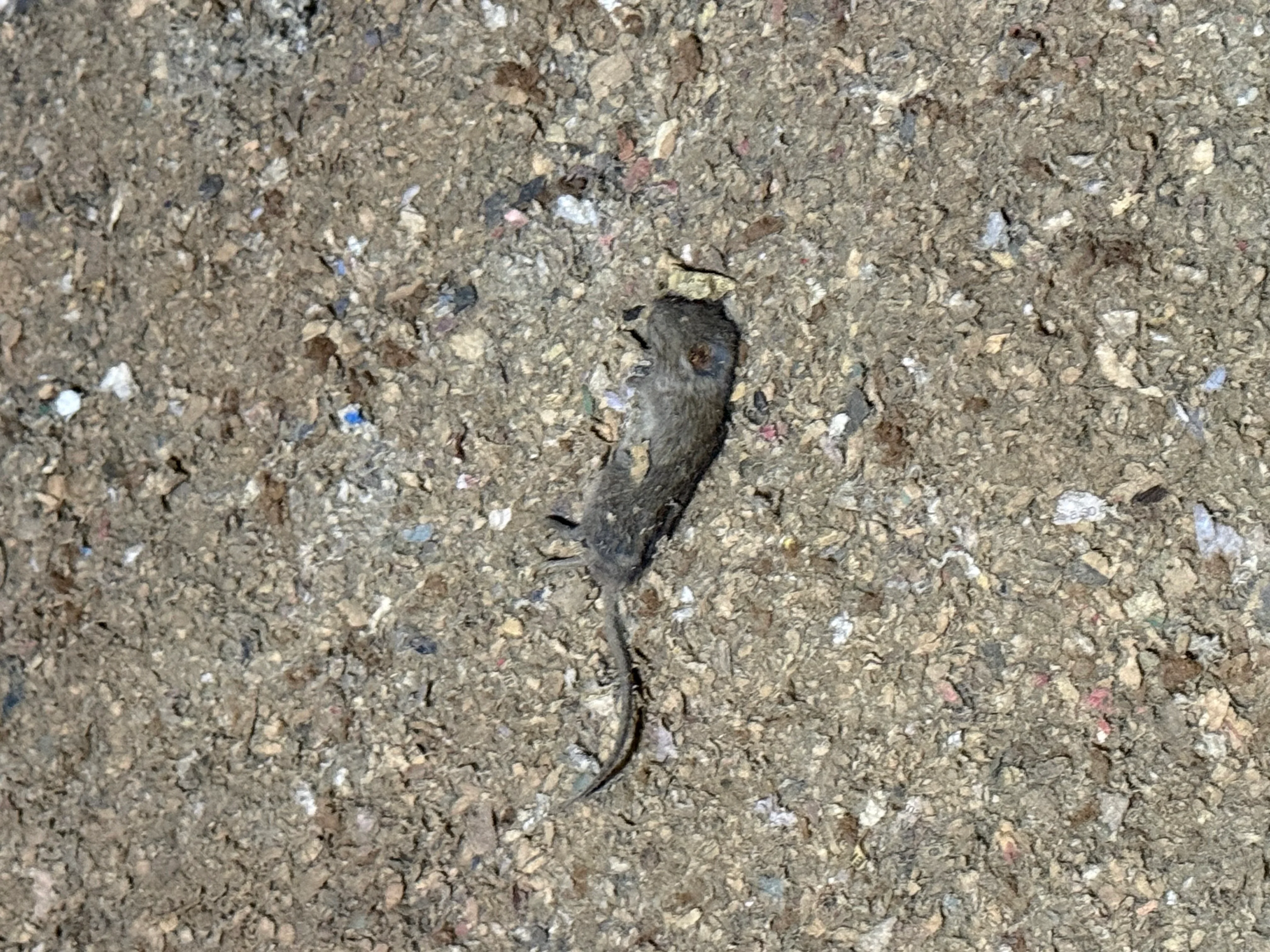 Dead rodent on aggregate surface showing pest control inspection findings